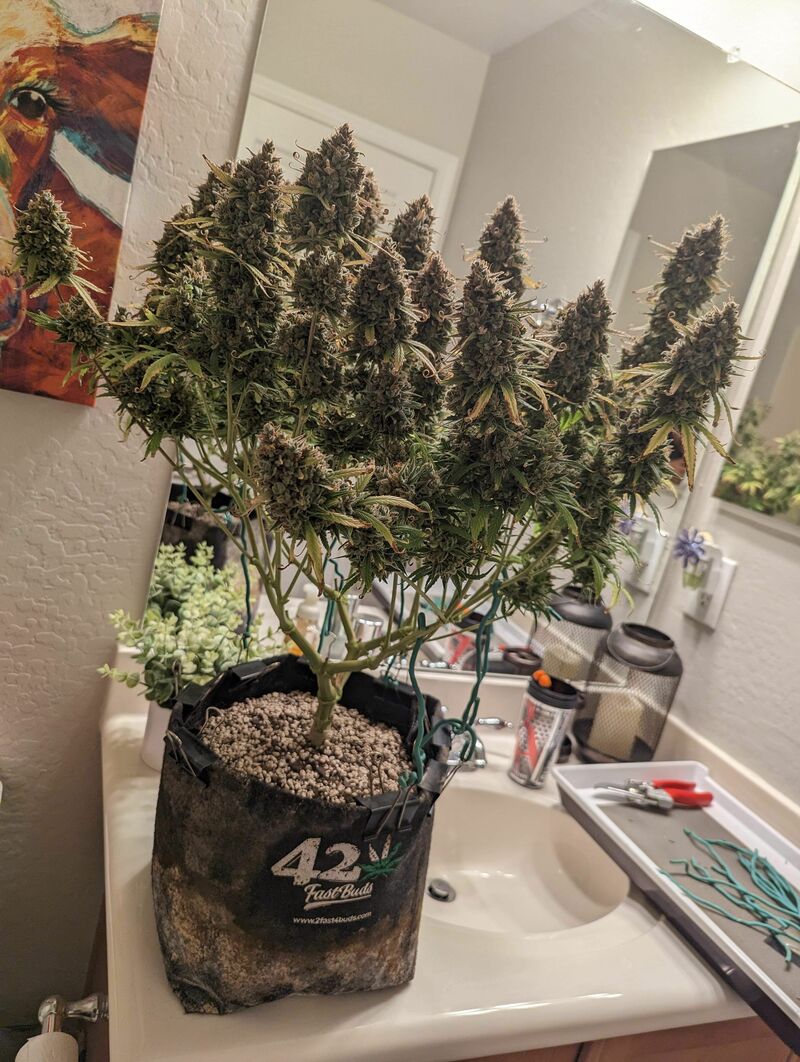 Pound Cake Auto, Фасовка: 1, изображение 32